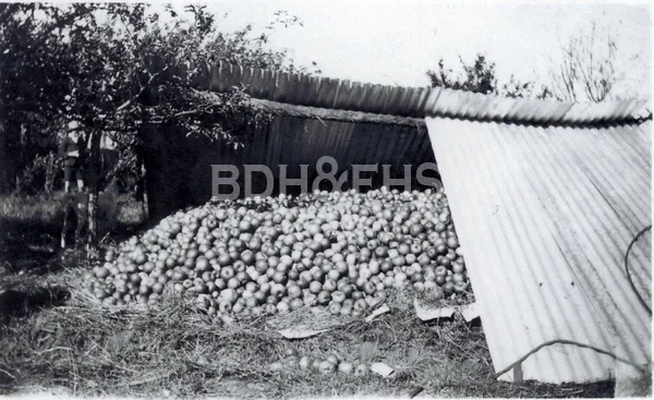 Scarlet Street apple orchard in Balaclava, around the 1920s.