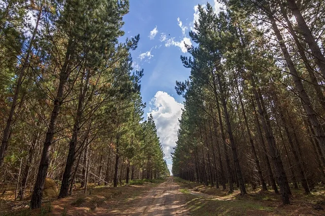 A track through Belanglo State Forest