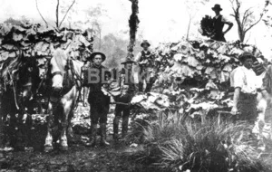 Loading cabbages for the Sydney market at Yarrunga, around 1900.
