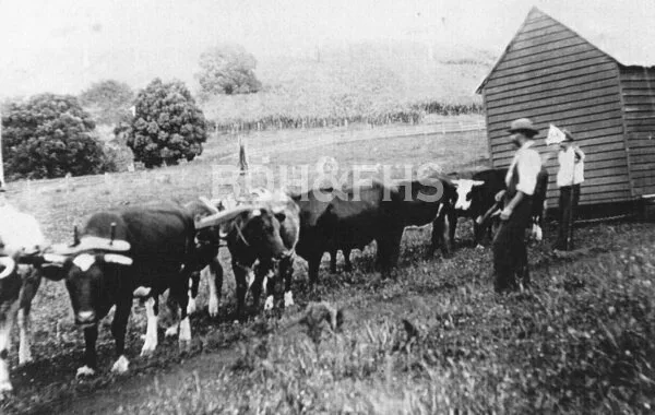 A bullock team moving a house at Pine Villa, Kangaloon, around 1900.