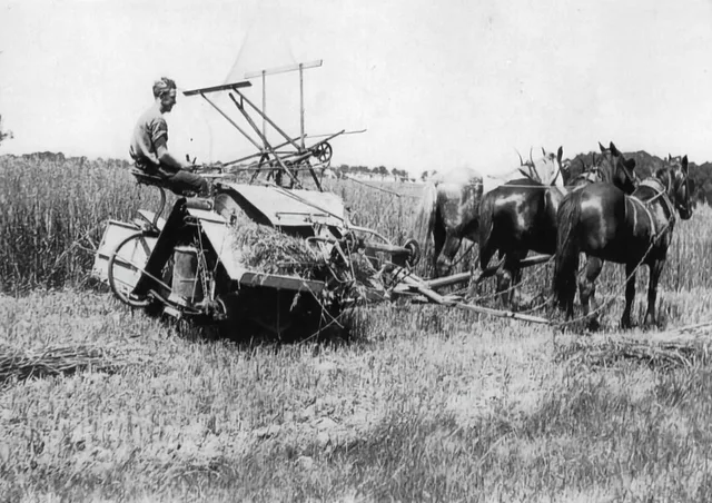 Frank Reynolds driving horses while making hay at Brookdale, Moss Vale, November 1923.