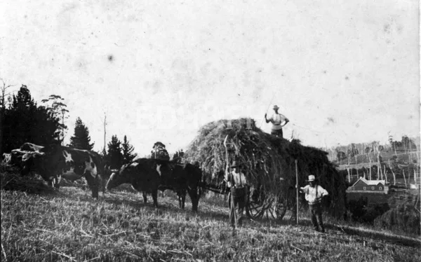 Haymaking at Wildes Meadow around 1895.