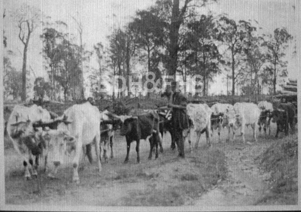 Tom Norman’s bullock team in Kia Ora Lane, Kangaloon.