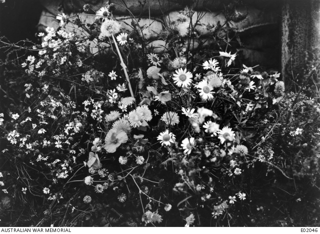Flowers gathered on the Somme battlefield, including poppies