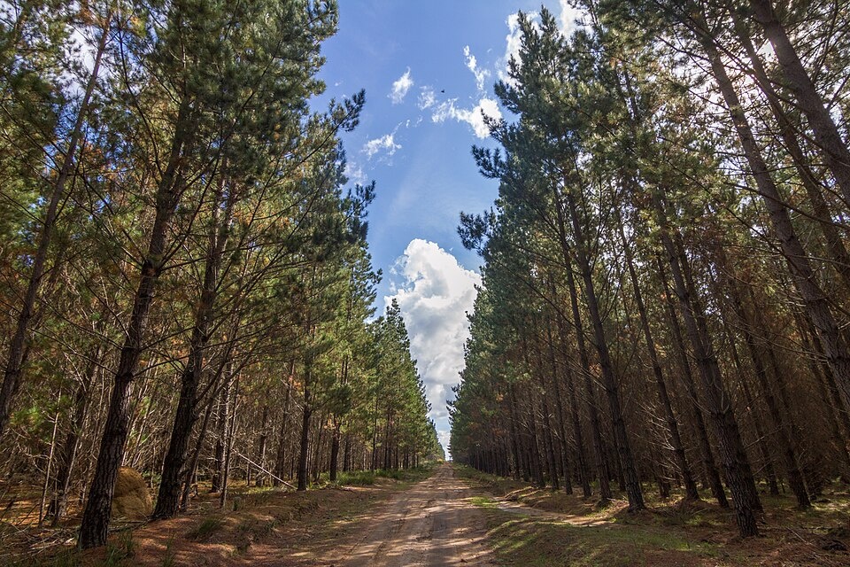 A track through Belanglo State Forest