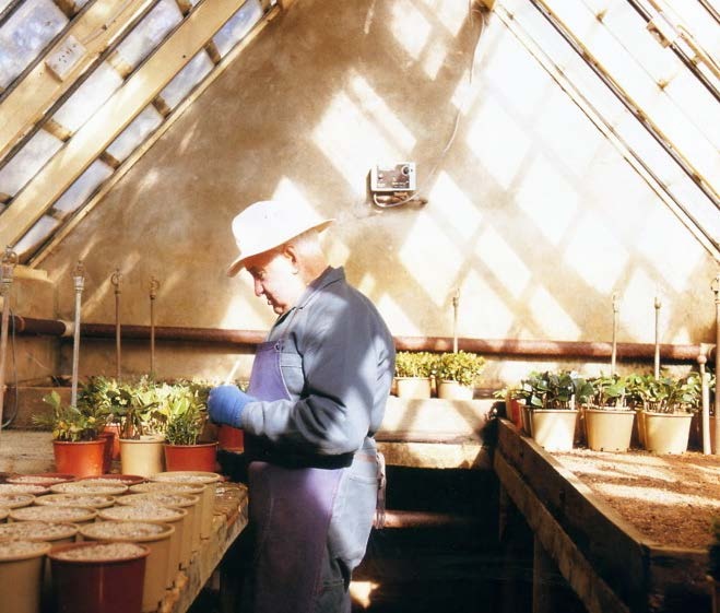 A person working in a Berrima Bridge Nurseries greenhouse
