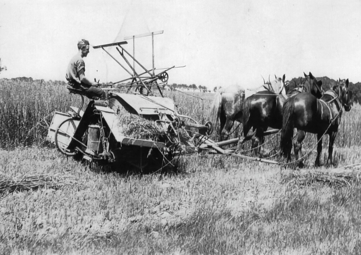Frank Reynolds driving horses while making hay at Brookdale, Moss Vale, November 1923.