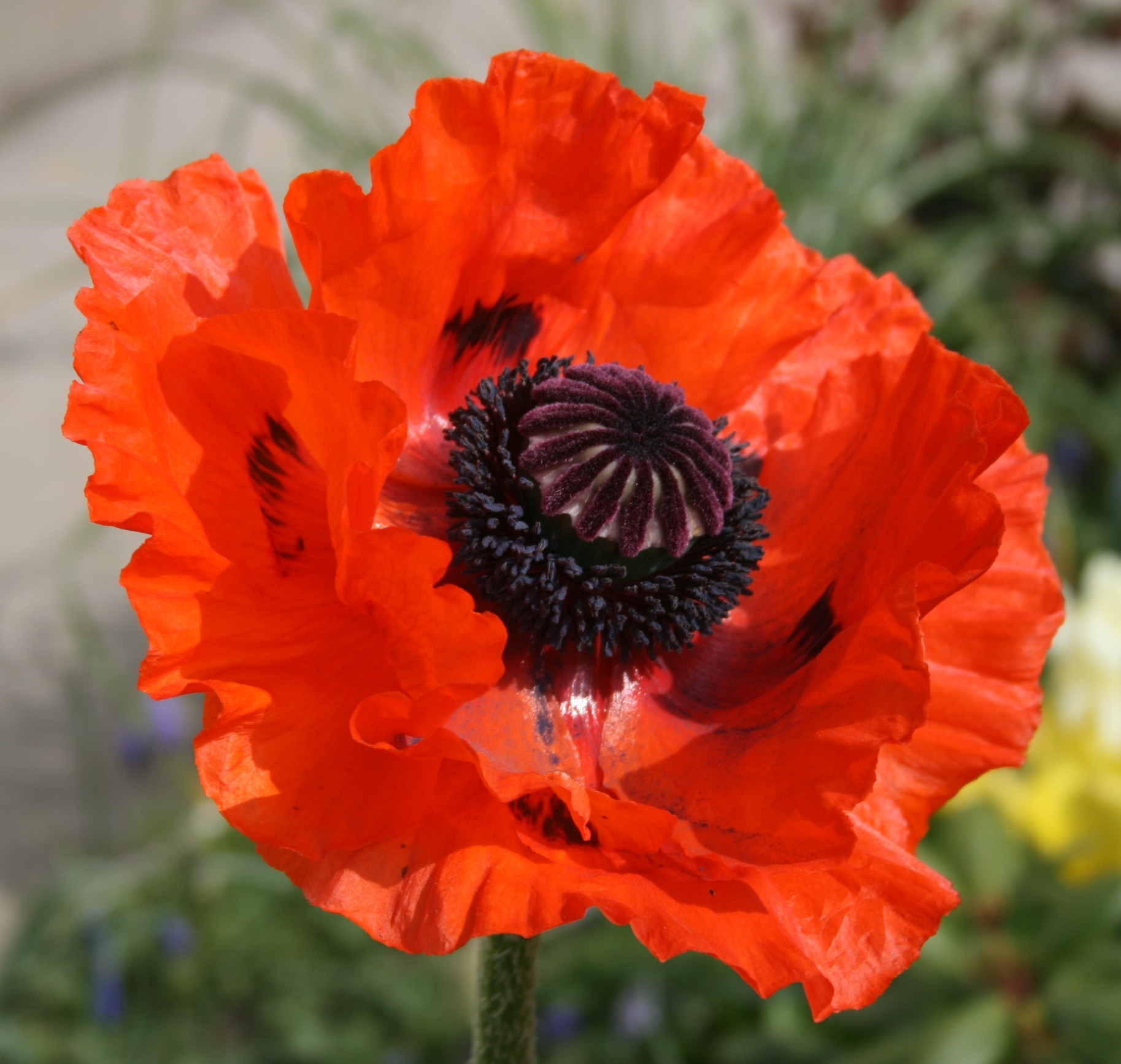 A red poppy in flower